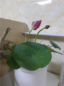家里千万不能养碗莲 碗莲放在家里不吉利