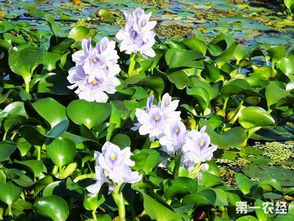 家里养水葫芦风水好不好 水葫芦的毒性与危害