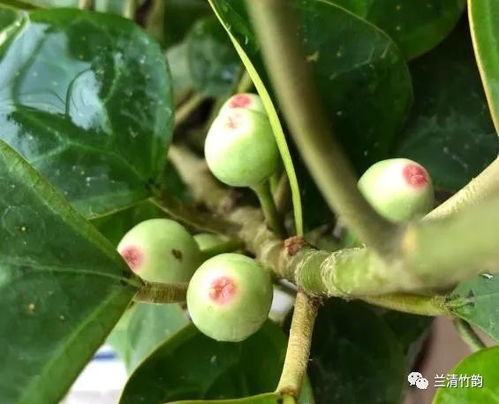 家里养小盼菩提好吗 小盼菩提最大的忌讳