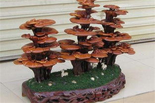 家庭养灵芝浇水是浇哪里 灵芝叶片可以喷水吗