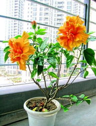 家里千万不能养垂丝茉莉 垂丝茉莉毒性有多强