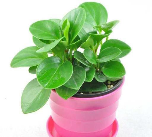 家里养豆瓣绿的寓意 豆瓣绿的危害有多大