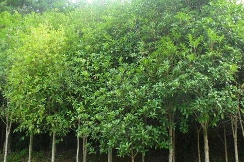 家有一棵桂花树不吉利吗 桂花树栽单还是双好