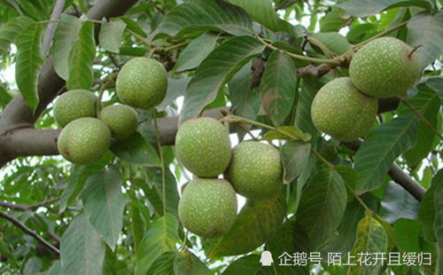 家里为啥不能栽核桃树 院里有核桃树是吉是凶