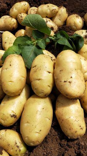 家庭长久储存土豆方法 土豆长期保存方法一年