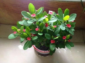 家里养刺梅花好不好 刺梅花的养殖方法