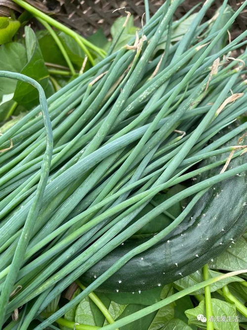家庭小葱种植方法 小葱8月份可以种吗