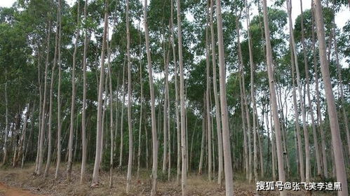 家里为什么不能种菩提树呢 家种菩提树断子绝孙
