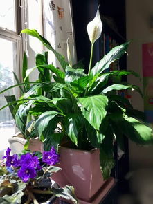 家里为什么不能养白掌 养白掌的十大忌讳