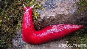 家里出现蛞蝓预示发财 家里出现蛞蝓象征通灵