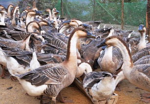 家里为什么不能养鹅 鹅为什么要养三年