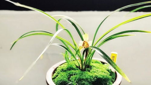 家里养兰花有招鬼一说吗 家里自从养了兰花就不顺利