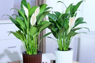 家里为什么不能放白掌 家里养白掌是不是不吉利