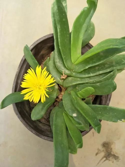 家里为什么不能养佛手 家里为什么不能养佛手掌