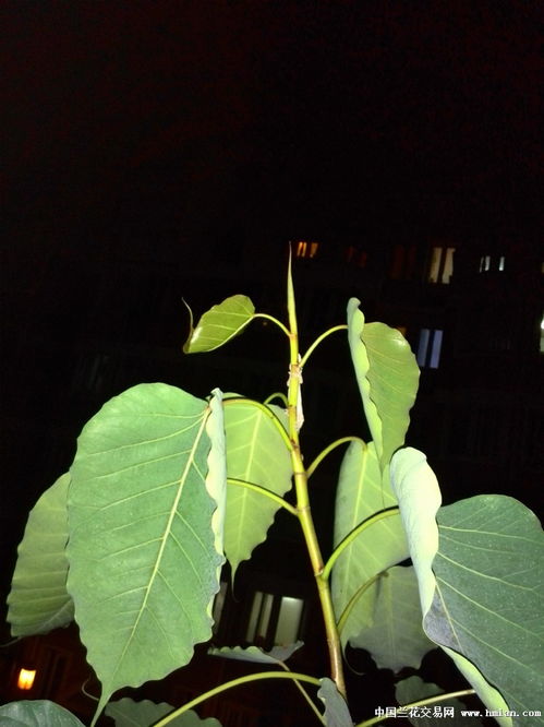家里养菩提树好不好 家种菩提树断子绝孙