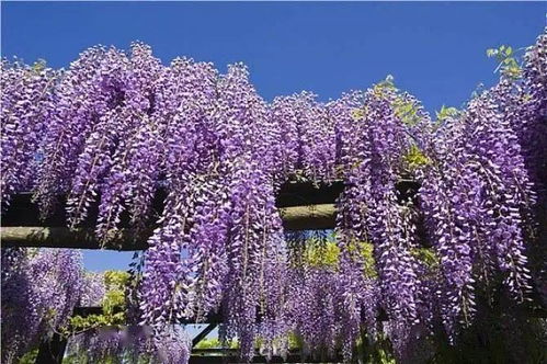 家里栽紫藤花不吉利 院子里种紫藤后悔了