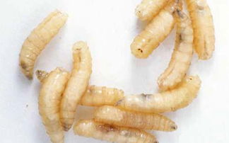 家里有蛆会自己死吗 有一个蛆就会有一堆吗