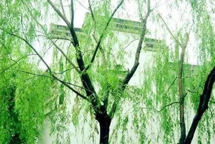 家里插龙柳枝有什么禁忌 柳条为什么不能带回家