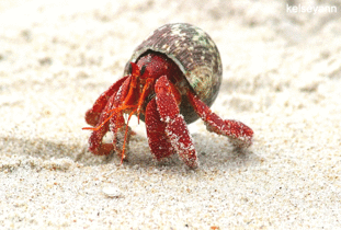 寄居蟹能用淡水加盐养吗 海边抓的寄居蟹怎么养