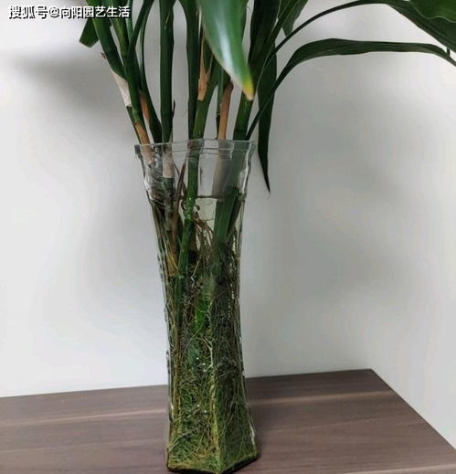 富贵竹三根与五根哪个好 富贵竹为什么不能养10根