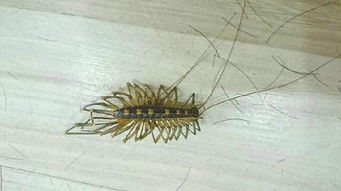 家里有钱串子要打死吗 钱串子打死一只引来一群