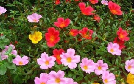 宿根太阳花是什么意思 怎么识别太阳花是宿根花
