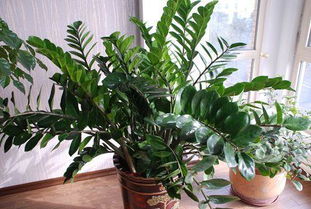 家里看见钱串子寓意 家里很干净为啥有钱串子