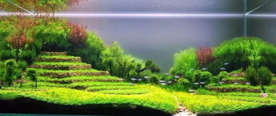 容易长青苔的水是好水吗 去水桶里青苔的最好办法