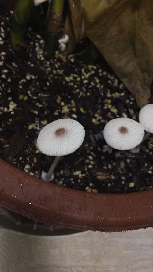 家里长蘑菇是吉是凶 家里长蘑菇是好兆头吗
