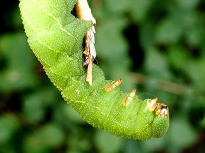 家里常见的十种虫子 家庭虫子大全 图册