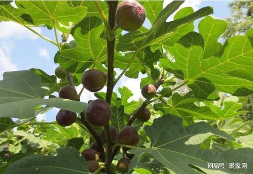 家里种无花果会断子绝孙 无花果树的风水寓意