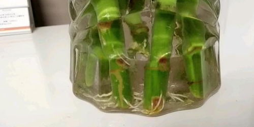 富贵竹一直不生根怎么办 富贵竹泡了十天都没生根