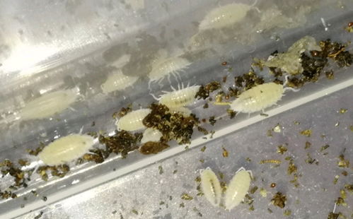 家里很干净 怎么会有潮虫 家里放一物绝对没潮虫