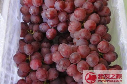 家里种葡萄树好吗吉利吗 葡萄树是吉树还是凶树