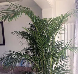 富贵椰子和散尾葵区别 散尾葵好还是富贵椰子好