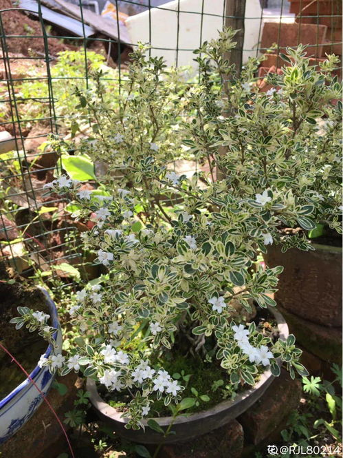 家里种九里香不吉利 九里香招财还是破财