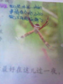 家里抓的小蜘蛛吃什么 抓了个小蜘蛛怎么养