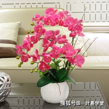 家里经常摆鲜花的女人 鲜花对女人意味着什么