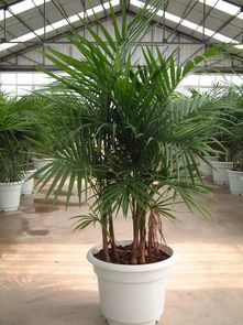 富贵椰子竹禁忌摆放 富贵椰子什么属相不能养