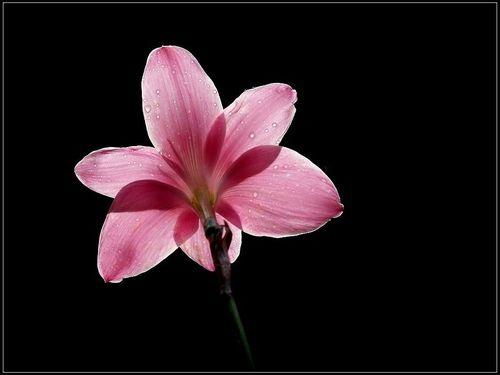 寓意坚强勇敢乐观的花 温柔而又坚强的花