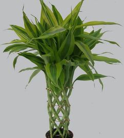 富贵竹红蜘蛛传染人吗 红蜘蛛可以用75℃酒精杀吗