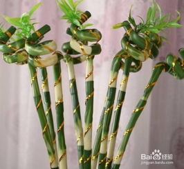 富贵竹越长越高怎么处理 富贵竹长高了怎么盘起来