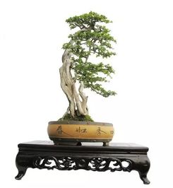 对节白蜡太难养了死了好几颗 对节白蜡用浅盆还是深盆
