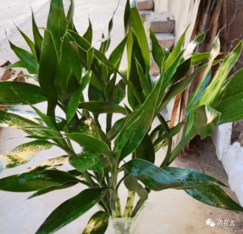 富贵竹猫咪吃了有毒吗 水养富贵竹对猫咪有害吗
