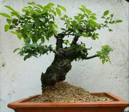 小叶榔榆寓意与象征 小叶榔榆树的风水
