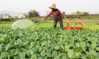 小便放几天才可以当肥料 一斤尿加几斤水可以浇菜