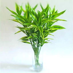 富贵竹泡了十天都没生根 富贵竹最怕的三种水