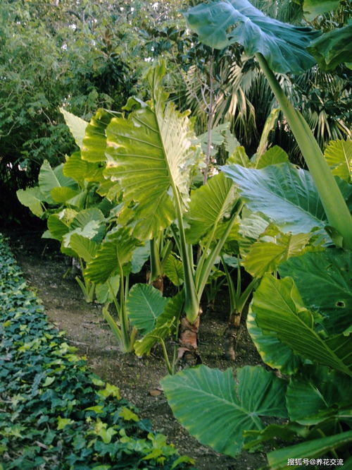 小仙女海芋有毒吗 海芋有毒为什么还有人养
