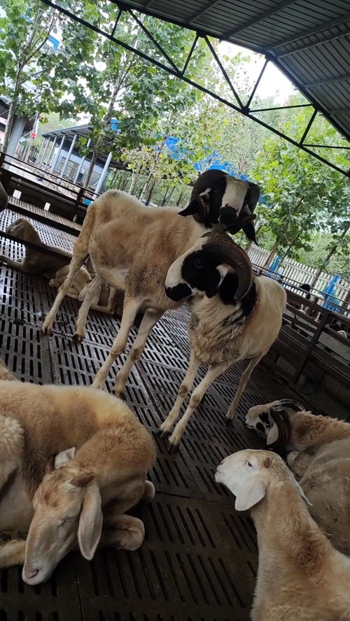 小公羊几个月会爬羊 公羊不爬羊有啥办法