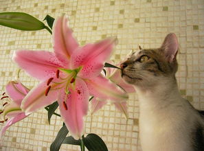 对猫有毒的花整理大全 什么花对猫无毒